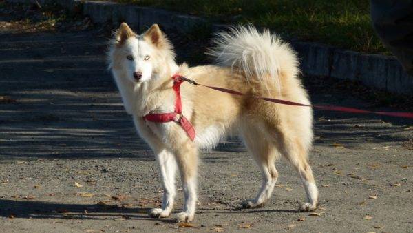 Yakut husky blanco-rojo