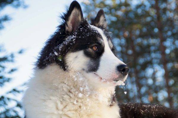 hermoso yakut