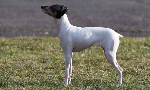 Terrier japonés