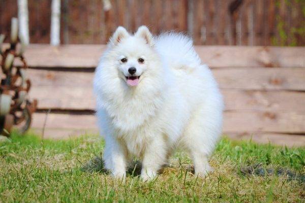 Spitz japonés