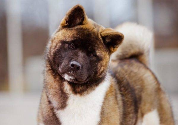 Akita americana