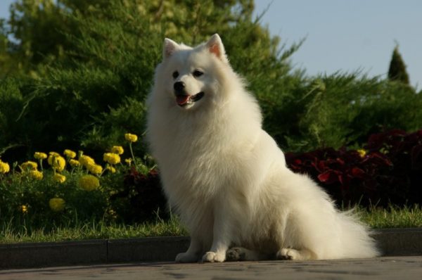 Spitz japonés se sienta