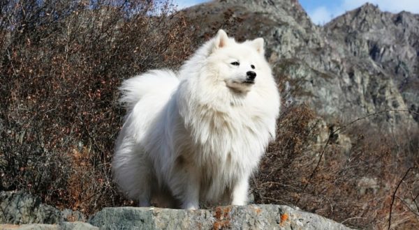 Puestos de Spitz japoneses