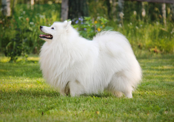 Hermoso Spitz japonés