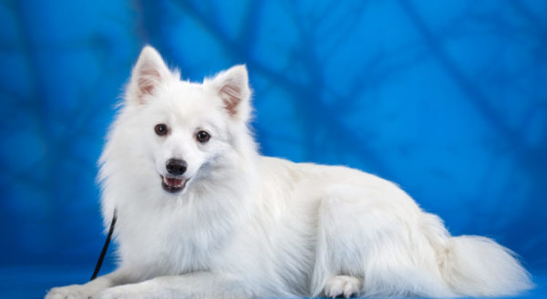 Hermoso Spitz japonés sobre un fondo azul