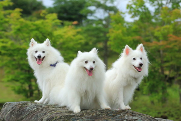 Spitz japonés