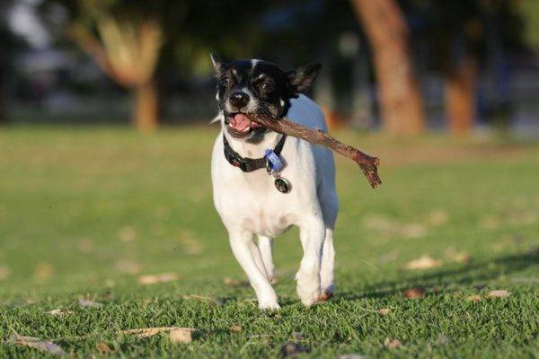 Terrier japonés con un palo