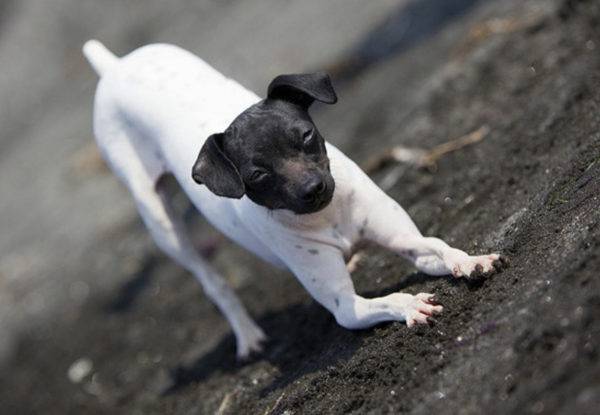 Terrier japonés se extiende