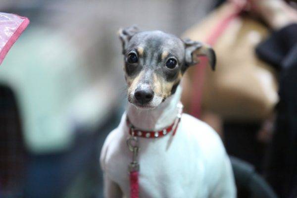 Terrier japonés con un collar rojo