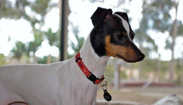 Terrier japonés leyó el artículo