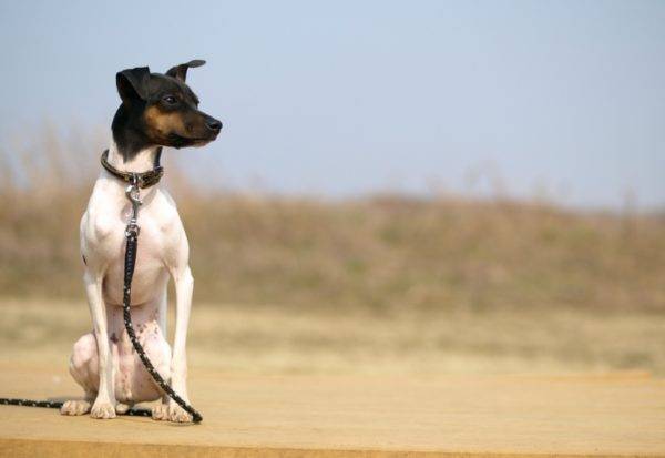 Terrier japonés está sentado