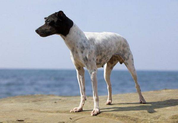 Terrier japonés en el mar