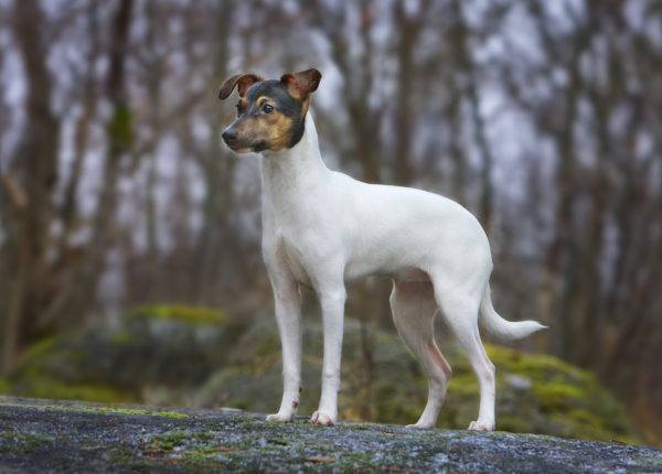 Terrier japonés en el bosque
