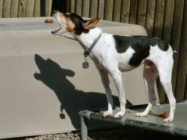 Terrier japonés con la boca abierta