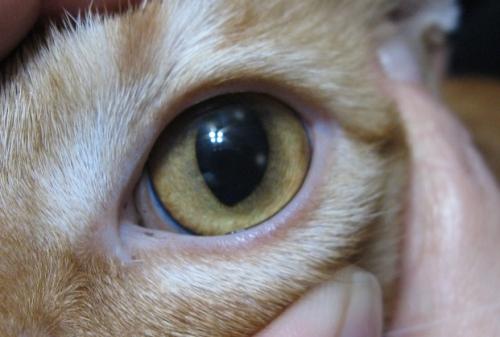 Úlcera corneal en gatos: síntomas, diagnóstico y el tratamiento