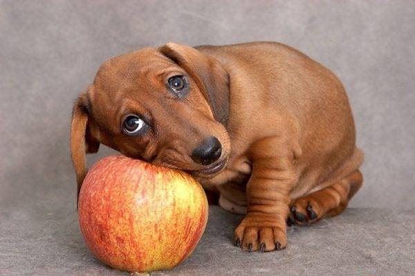 perro