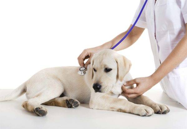 perro en el veterinario