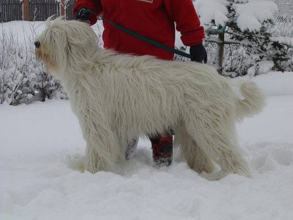 Pastor ruso del sur en invierno