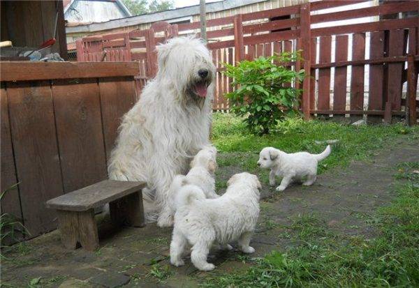 Cachorros del pastor ruso del sur
