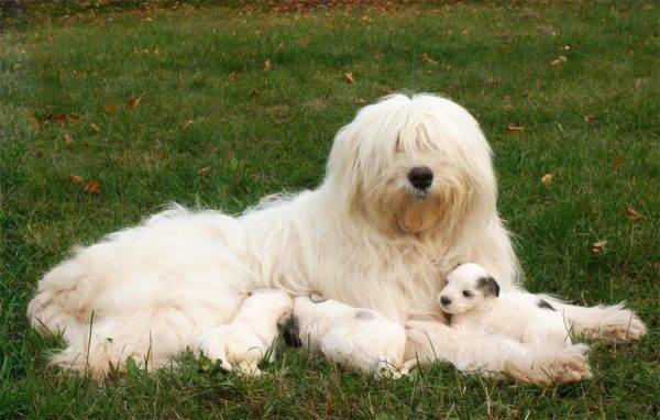 Pastor ruso del sur con cachorros
