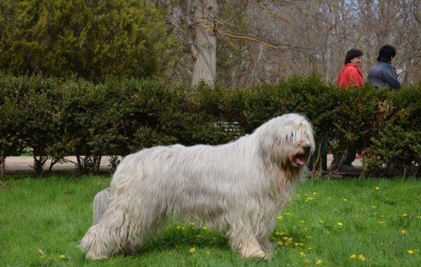 Pastor ruso del sur en el parque