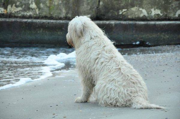 Se sienta el perro pastor del sur de Rusia