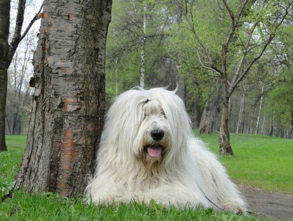 Mentiras del perro de pastor del sur de Rusia