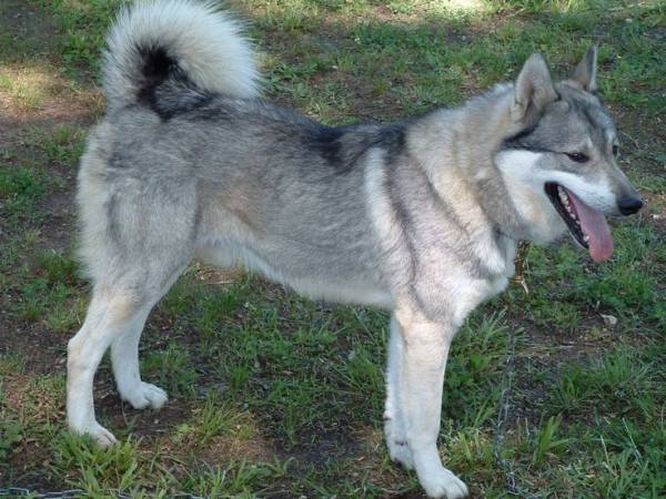 Husky siberiano occidental a dar un paseo