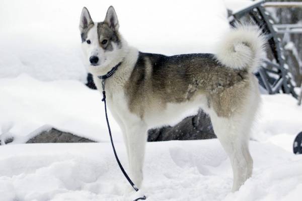 Descripción de la raza Laika de Siberia Occidental