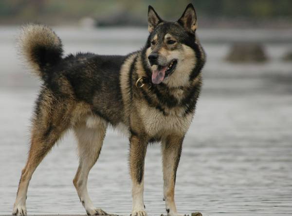 Laika siberiana occidental está mirando