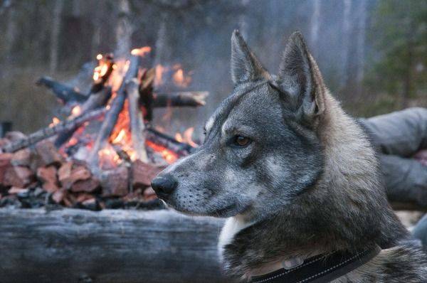 Husky siberiano occidental en el bosque