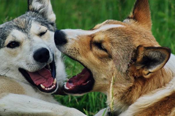 Los huskies de Siberia Occidental están jugando
