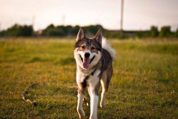 Laika