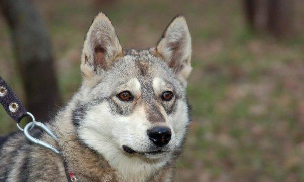 Hermosa Laika de Siberia Occidental