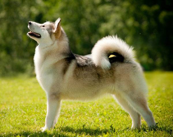 Husky siberiano occidental en un hermoso fondo