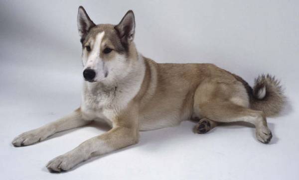 Laika siberiana occidental miente