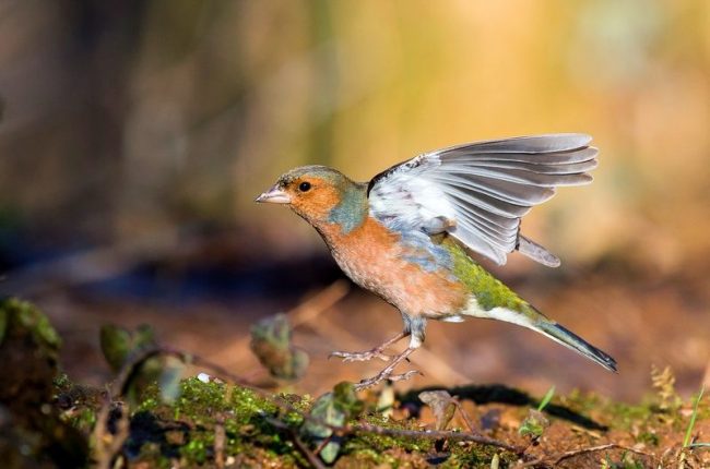El pinzón es una de las aves forestales más difundidas en Rusia. A principios de abril, sus alegres canciones ya se escuchan, que se parecen al sonido del canto de ruiseñor El pinzón es una de las aves forestales más difundidas en Rusia. A principios de abril, sus alegres canciones ya se escuchan, que se parecen al sonido del canto de ruiseñor