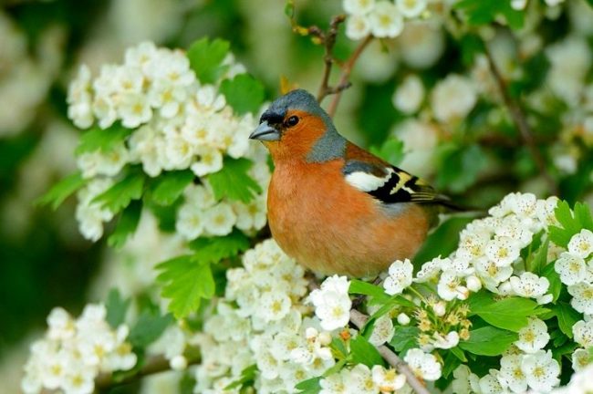 El pinzón se encuentra a menudo en bosques y estepas forestales, plazas urbanas, incluso cerca de la habitación humana. El pinzón se conoce en Rusia, Crimea, Kazajstán y África El pinzón se encuentra a menudo en bosques y estepas forestales, plazas urbanas, incluso cerca de la habitación humana. El pinzón se conoce en Rusia, Crimea, Kazajstán y África