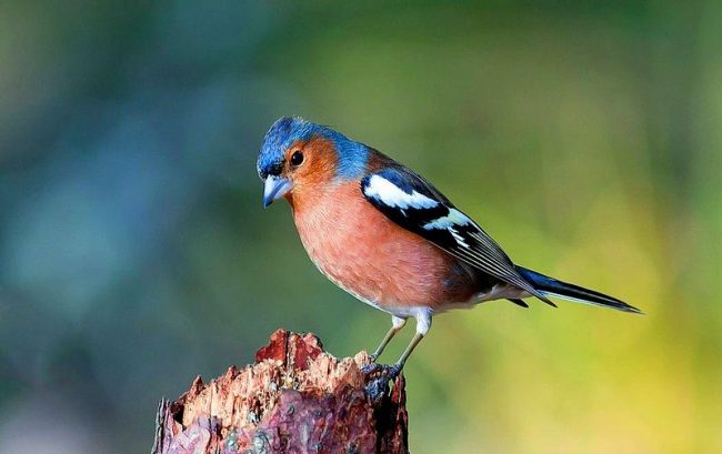 Un pinzón es un pájaro pequeño, un poco más pequeño que un gorrión. No es difícil reconocerlo por el elegante plumaje abigarrado. El pinzón tiene el dorso gris-marrón, colas verdes, alas negras con rayas blancas, pecho burdeos, cabeza gris o azulada Un pinzón es un pájaro pequeño, un poco más pequeño que un gorrión. No es difícil reconocerlo por el elegante plumaje abigarrado. El pinzón tiene el dorso gris-marrón, colas verdes, alas negras con rayas blancas, pecho burdeos, cabeza gris o azulada