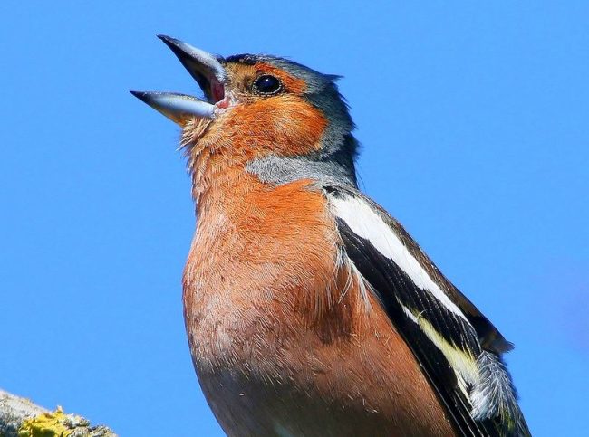 El canto de Pinzón es melódico, hermoso y alegre. A menudo se confunde con el trino ruiseñor Pinzón vulgar. El canto pinzón vulgar es melódico, hermoso y alegre. A menudo se confunde con el trino del ruiseñor