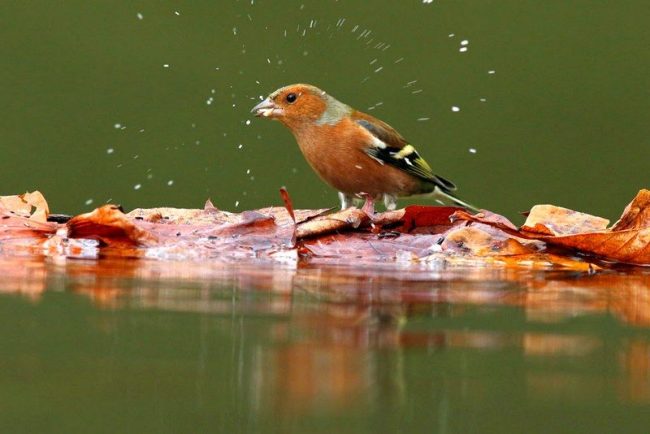 Solo los polluelos nacidos están indefensos, su vida depende completamente de sus padres. Ambos padres traen insectos y otros alimentos para sus polluelos en sus picos Finch. Solo los polluelos nacidos están indefensos, su vida depende completamente de sus padres. Ambos padres traen insectos y otros alimentos para sus polluelos en sus picos